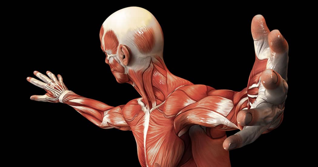 Medical drawing of male anatomy