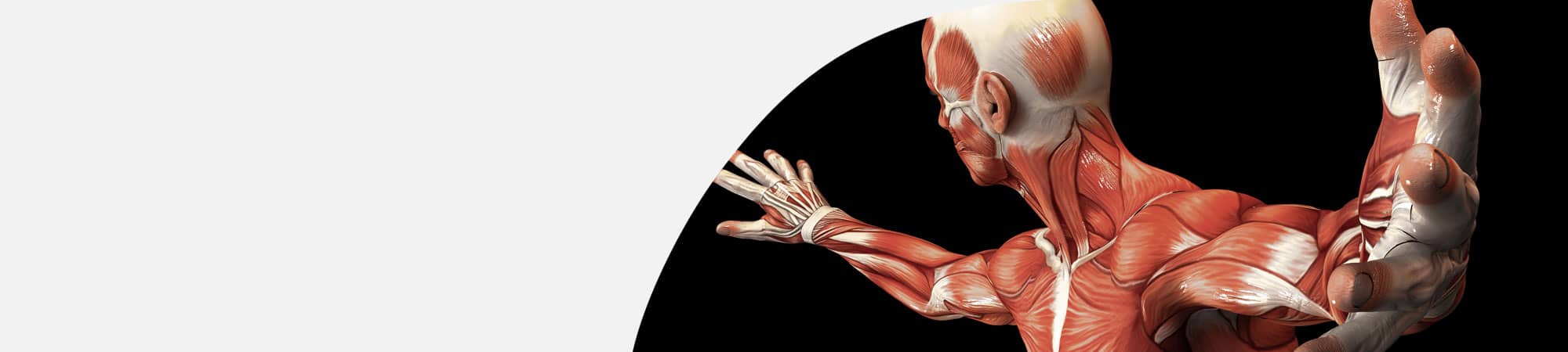 Medical drawing of male anatomy