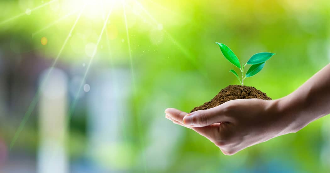 New tree growing in human hand
