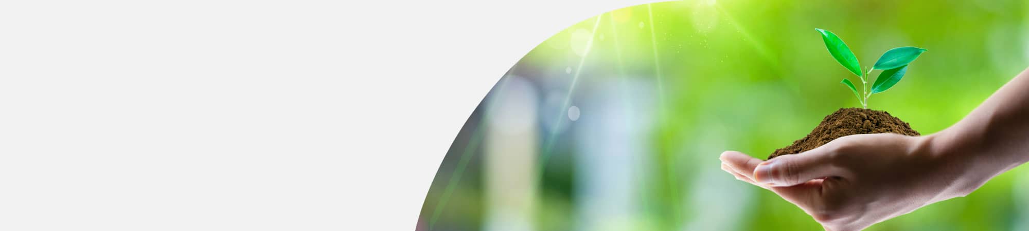 New tree growing in human hand