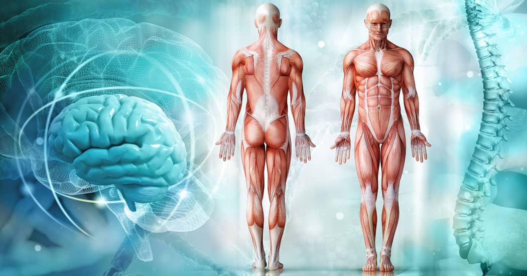 Human anatomy 3D drawing